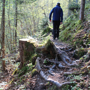 Über Wurzeln und kleine Wasserläufe – der Fuchsweg bietet ein abwechslungsreiches Wander-Erlebnis. Foto: Spielbichler